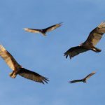 vultures in air