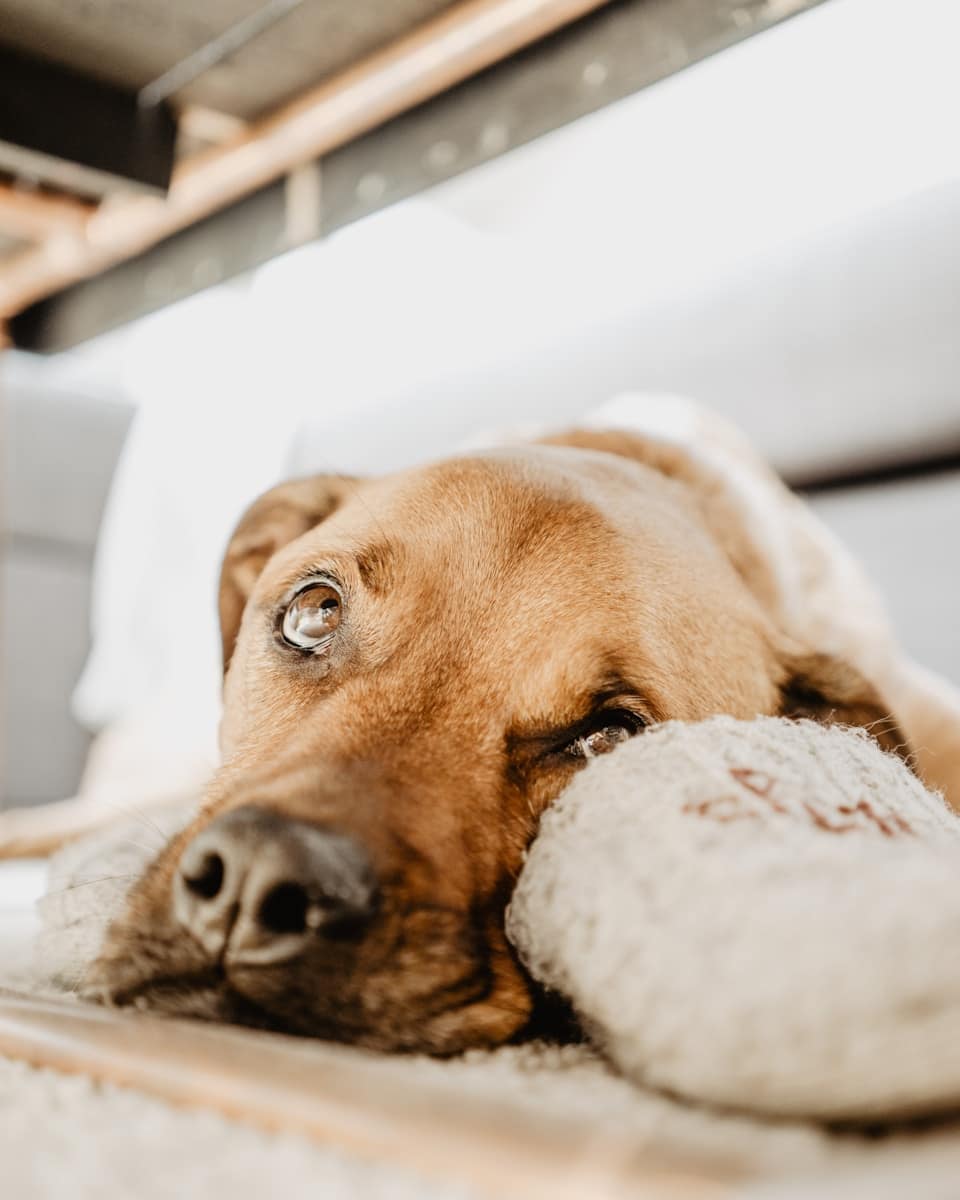 brown dog lying on beige mat